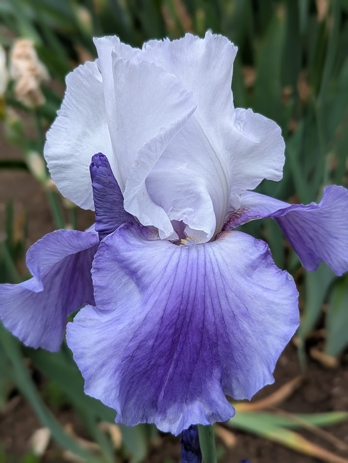 ‘October Sky’ ‘Tall Bearded Iris Rhizome PRE-SALE to Ship Aug/Sept