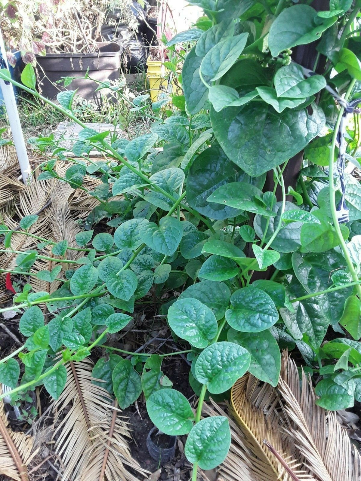 155+ Green Stem Malabar Alugbati Mong Toi Poi Sang Ceylon Seeds No Pesticides