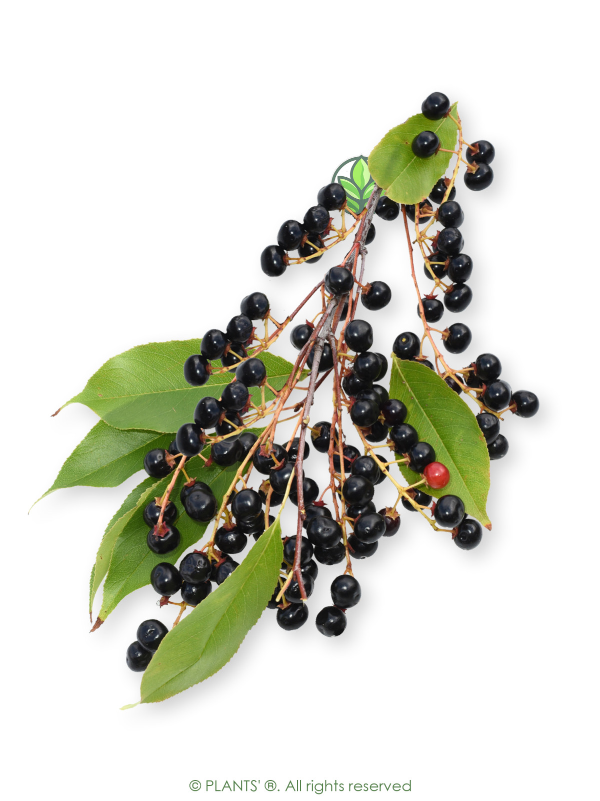 European Black Cherry | Premium Seeds | Prunus padus ‘Fruit’ | Plants’®