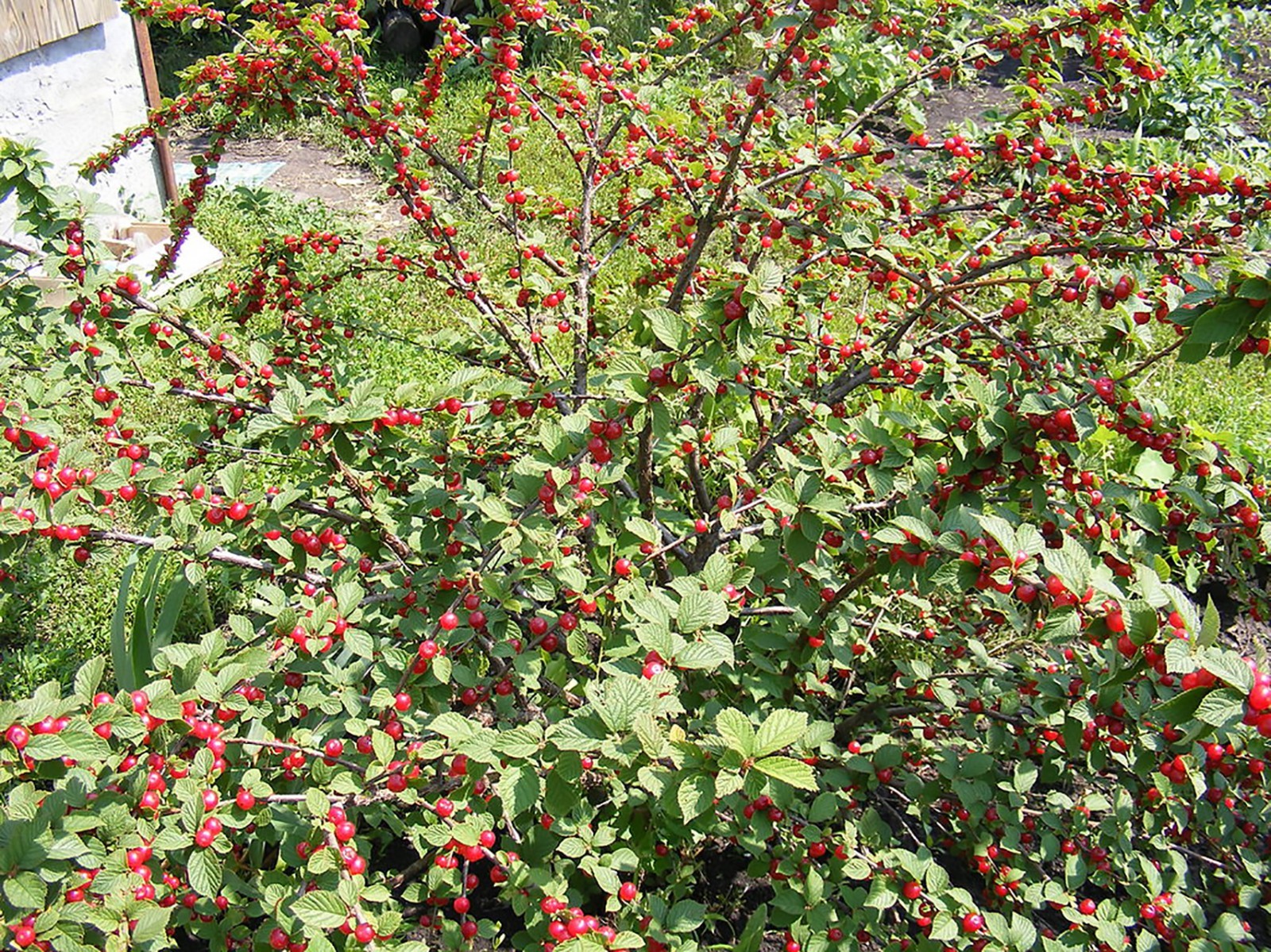 Nanking Bush Cherry, Prunus tomentosa, Shrub Seeds (Edible, Hardy, Fast)