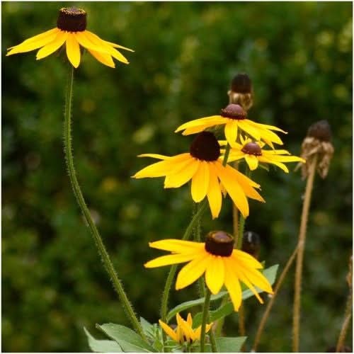 Black-Eyed Susan Seeds For Planting (Rudbeckia hirta)