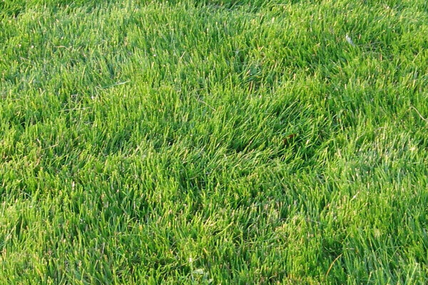 Zoysia Zenith grass seeds – 1/8 lb – fresh, no GMO