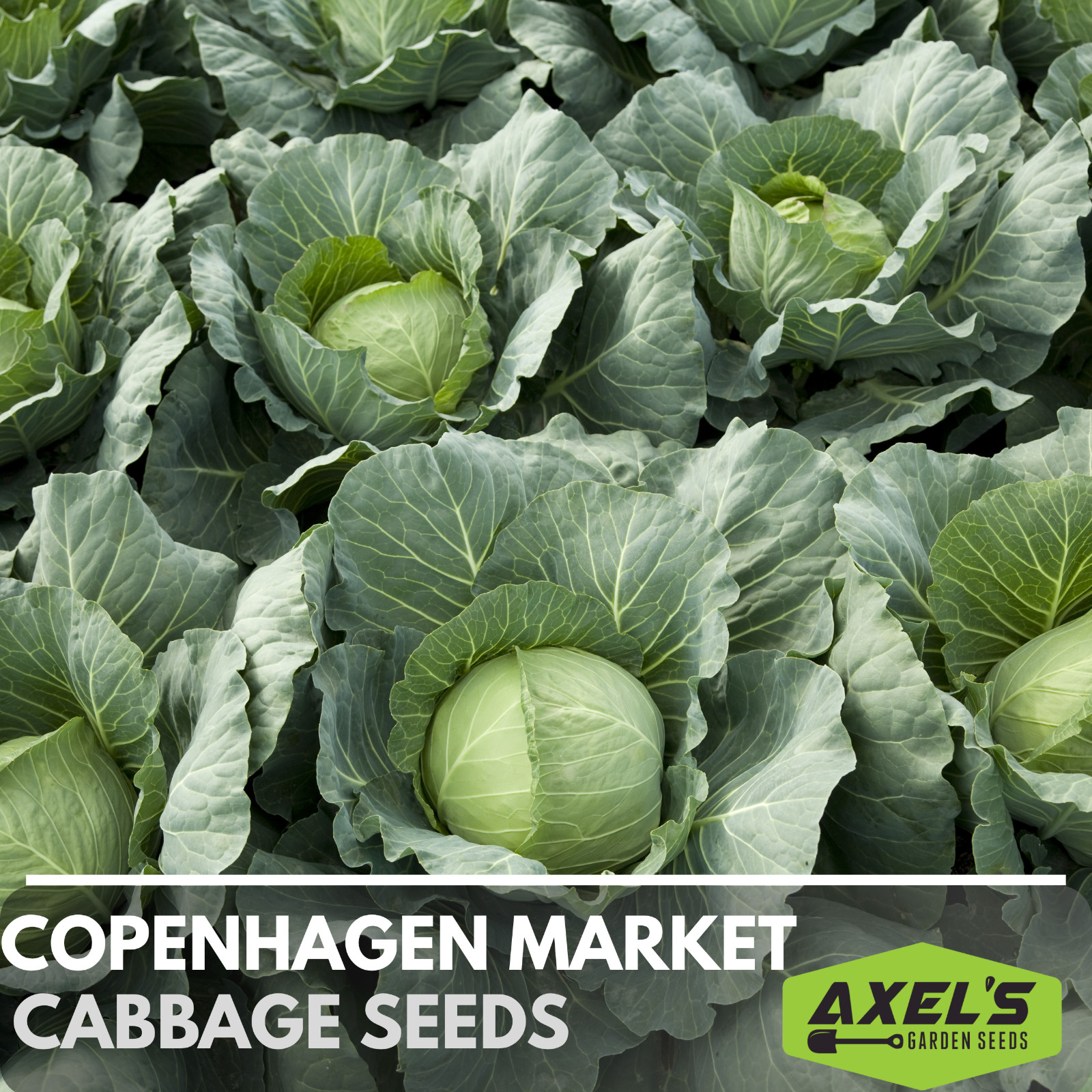 Copenhagen Cabbage Seeds | NON-GMO | Heirloom | Fresh Vegetable Seeds