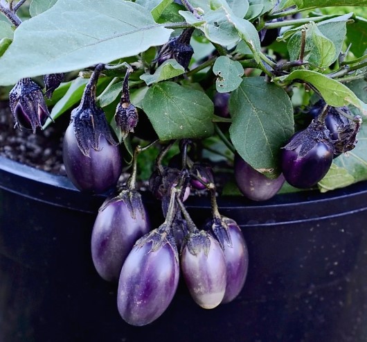 Patio Baby Eggplant:10 Seeds