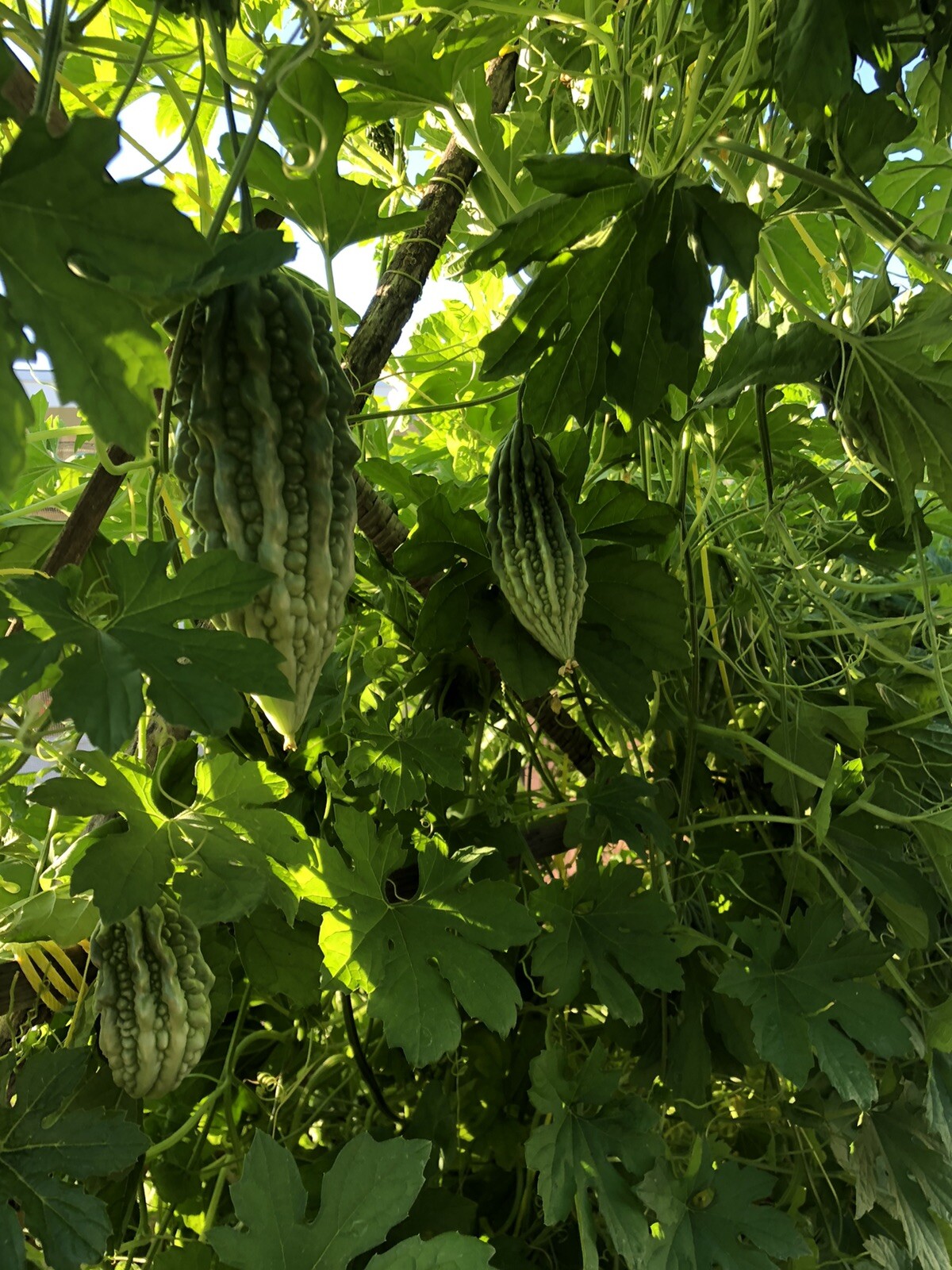 20 Pcs BitterMelon Seeds Fresh Harvested Ready To Plant U.S. Seller