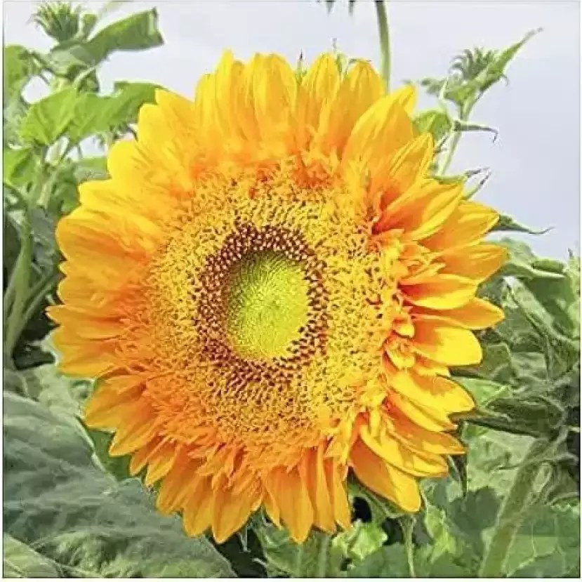 120+ DOUBLE SUN SUNFLOWER SEEDS – LARGE – BOLD COLOR – UNUSUAL ———– RARE