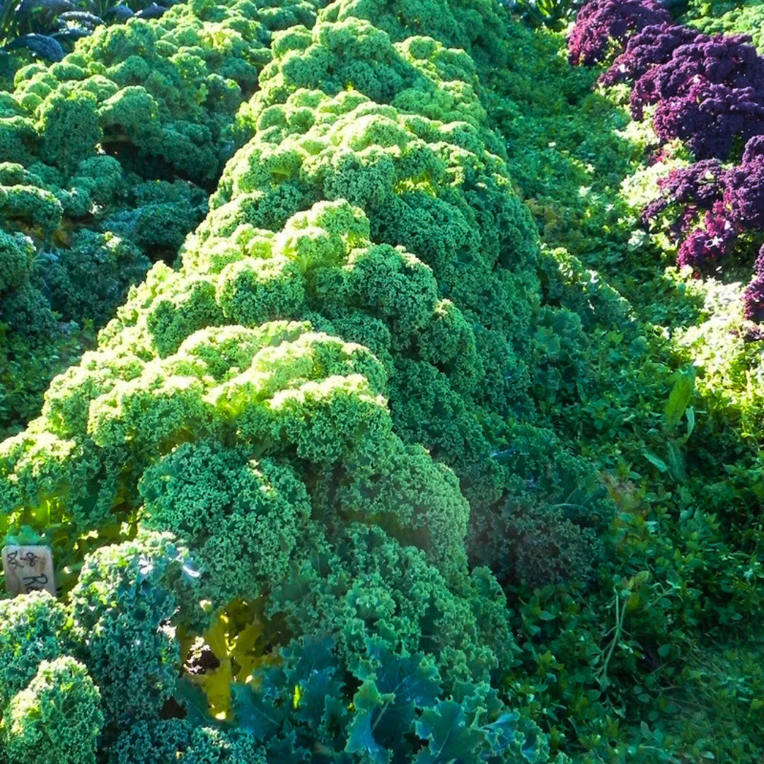 Fresh Blue Scotch Curled Kale Seeds | Heirloom Non-GMO | Fresh Vegetable Seeds