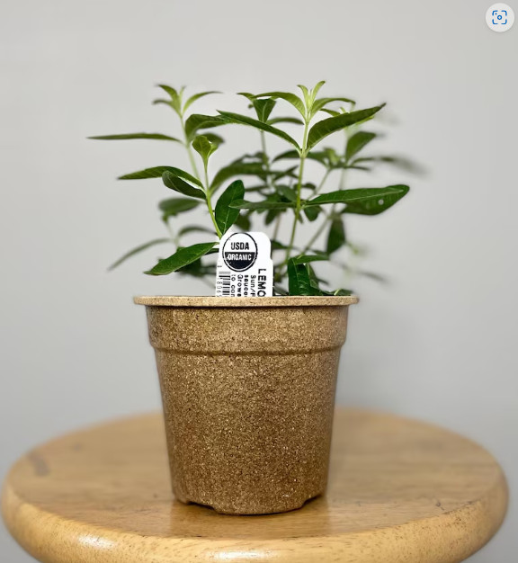 Lemon Verbena Plant | Fragrant Culinary Herb | 4.5″ Pot