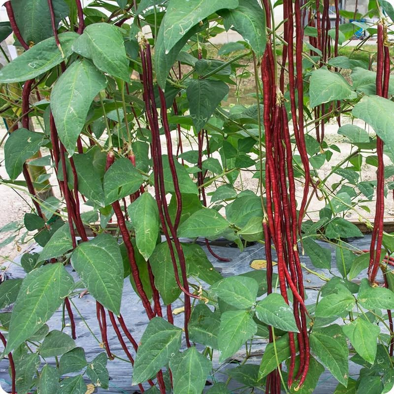 25+ Mixed Yard Long Bean Seeds Green or Purple Red Asian Chinese Long Bean Veget