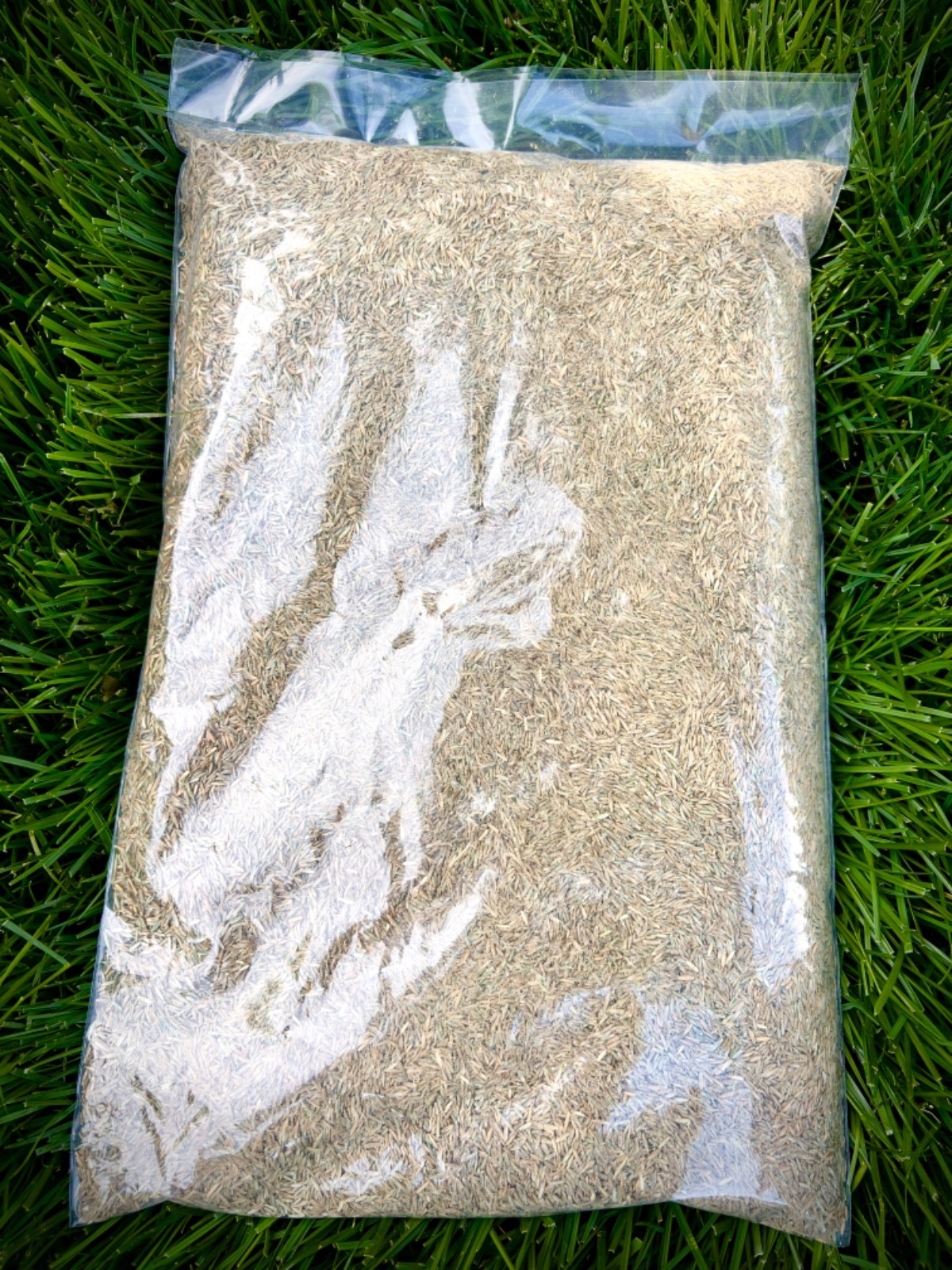 Perennial Ryegrass Turf Type Grass Seed Blend 3 lb Overseed Sports Field Lawn