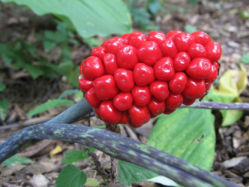 2 JACK IN THE PULPIT CORMS Arisaema Triphyllum large four year(001b)