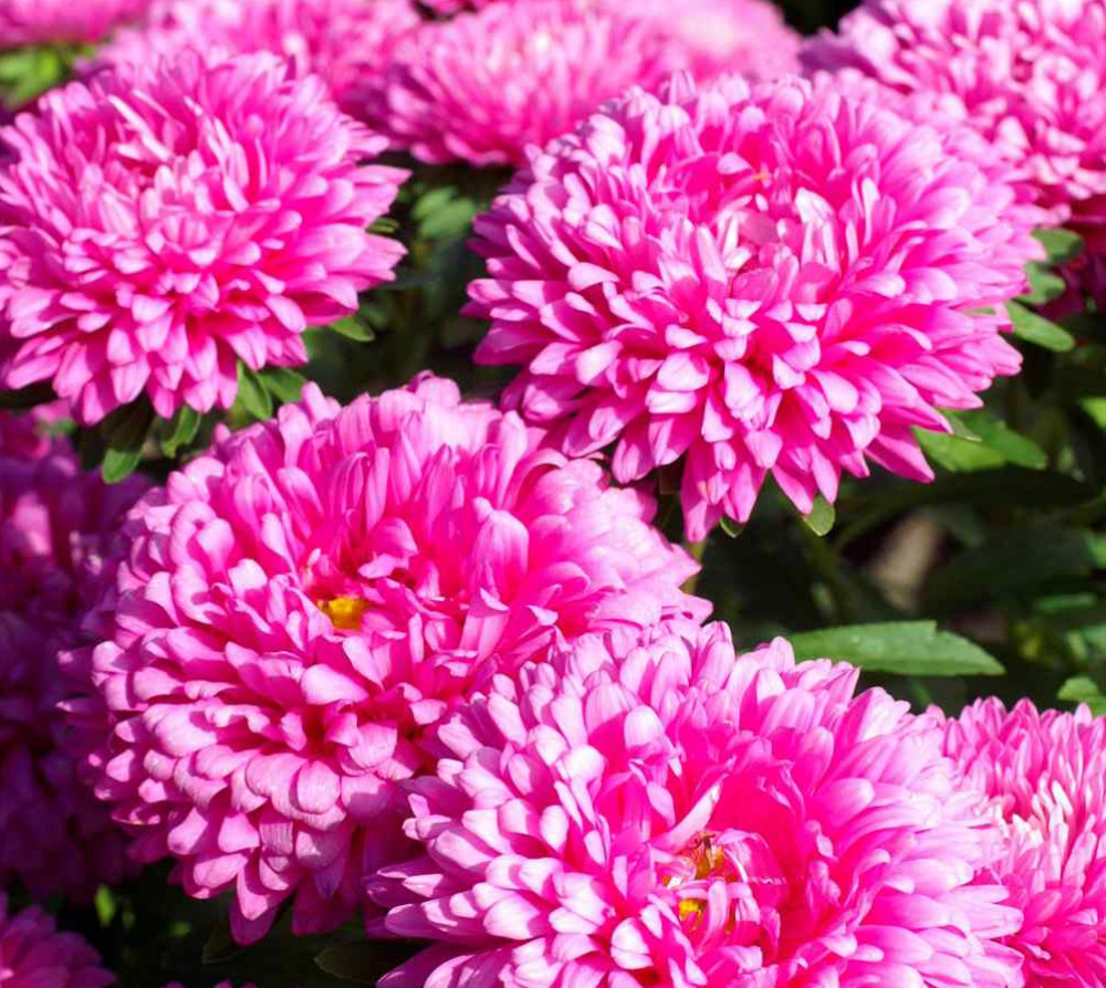 50 Seeds ASTER MILADY MIX Callistephus Dwarf, 10” tall, 3” flowers, fresh