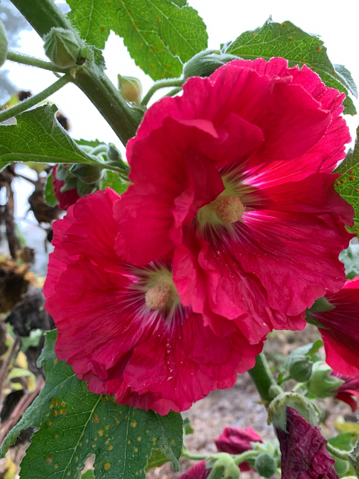 25 Fuchsia Hollyhock seeds