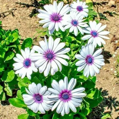 101+CAPE DAISY Flower Seeds African Wildflower Cape Marigold Drought Tolerant