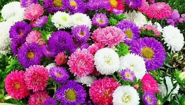 500+Creco China Aster Seeds Mix Cut Flower Seeds Garden USA