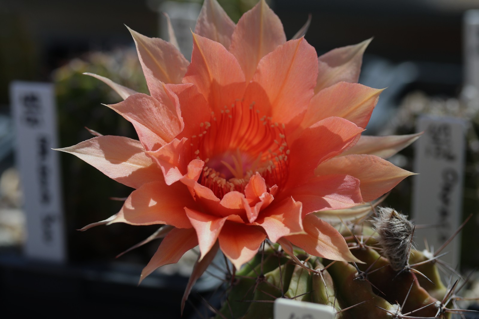 Echinopsis hybrid ‘Arizona Sun’