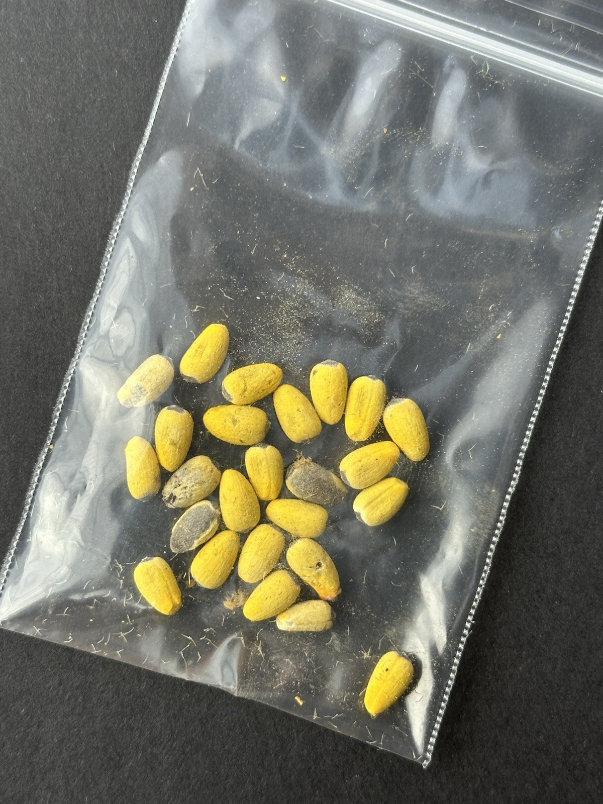 25Pcs Brachychiton Rupestris Seeds | Fresh Queensland Bottle Tree Seeds