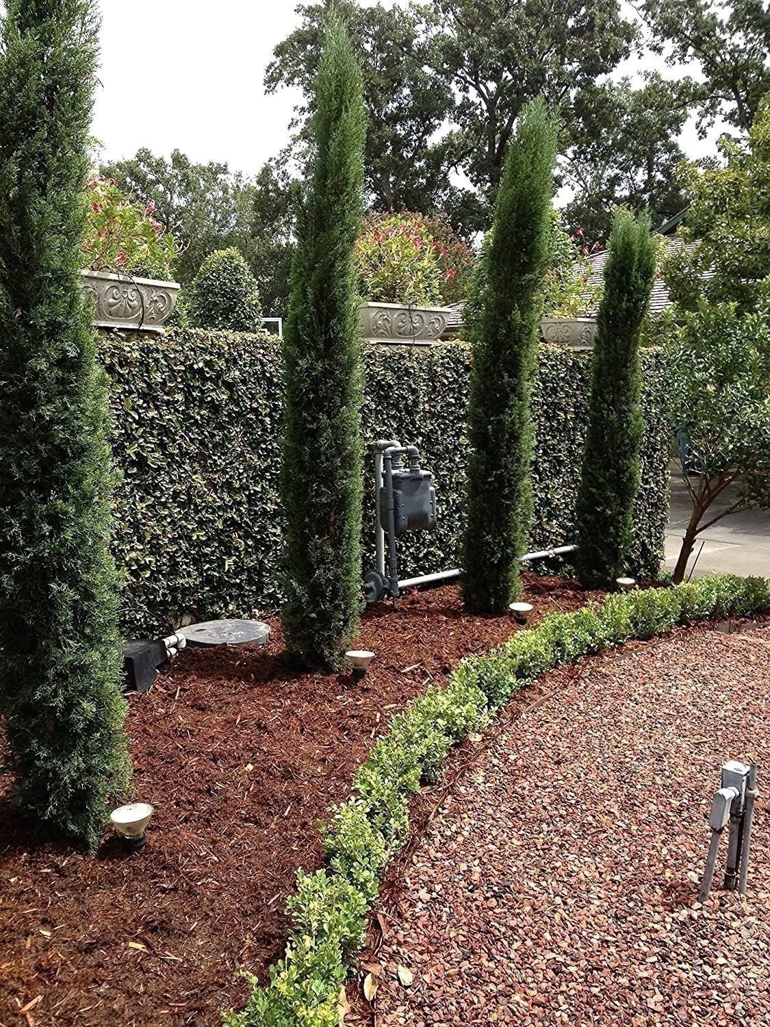 Italian Cypress | 3 Gallon | Cupressus sempervirens | Low Maintenance | Hardy