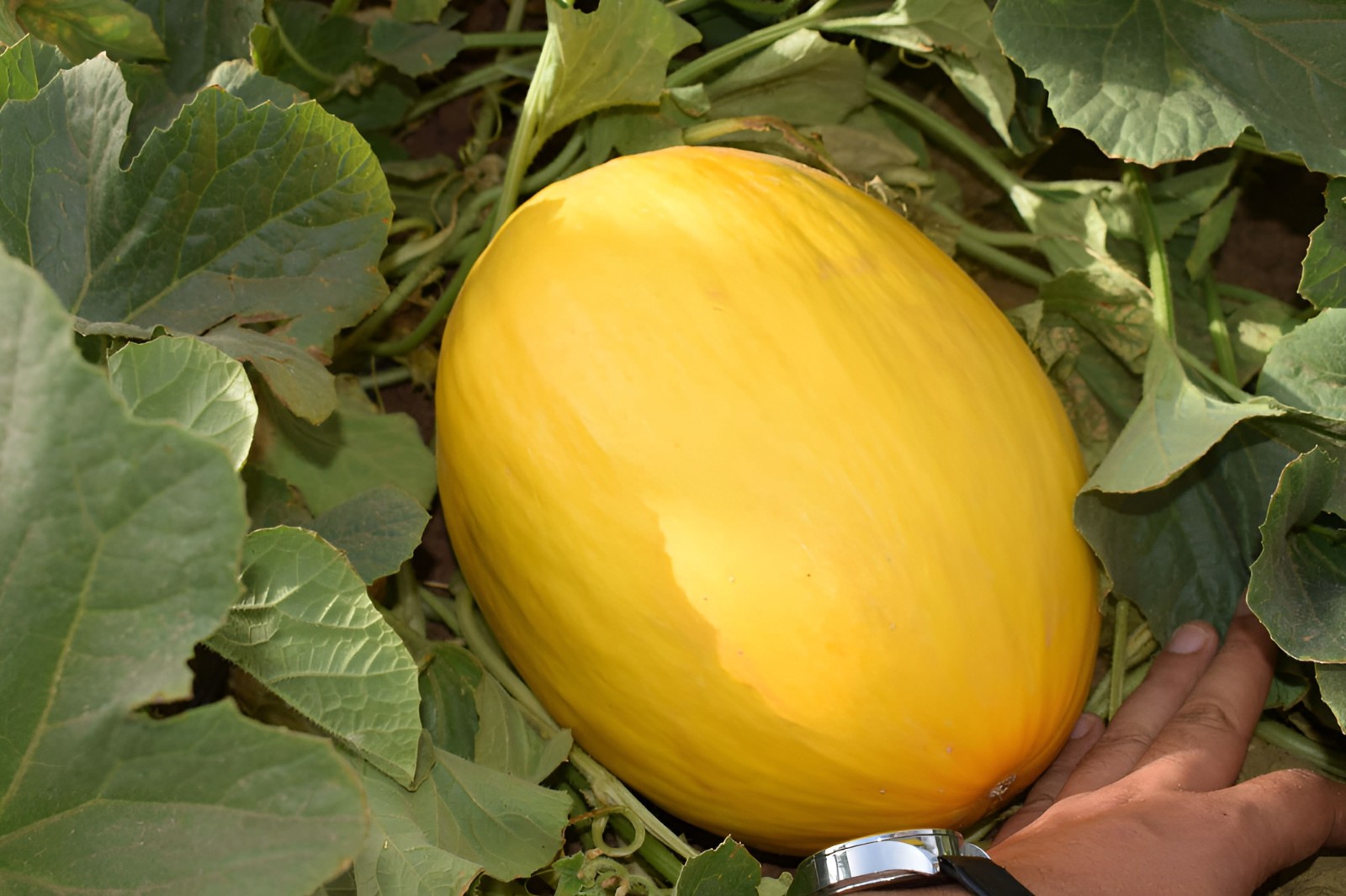 40 Heirloom Crenshaw Melon Seeds – Tropical Notes Honey Sweet Melon! NonGMO