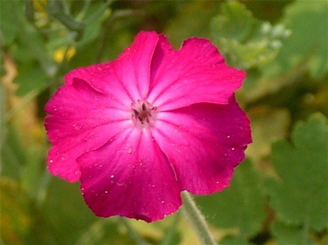 40 ROSE CAMPION SEEDS Lychnis coronaria – rose-pink trumpet shaped flowers