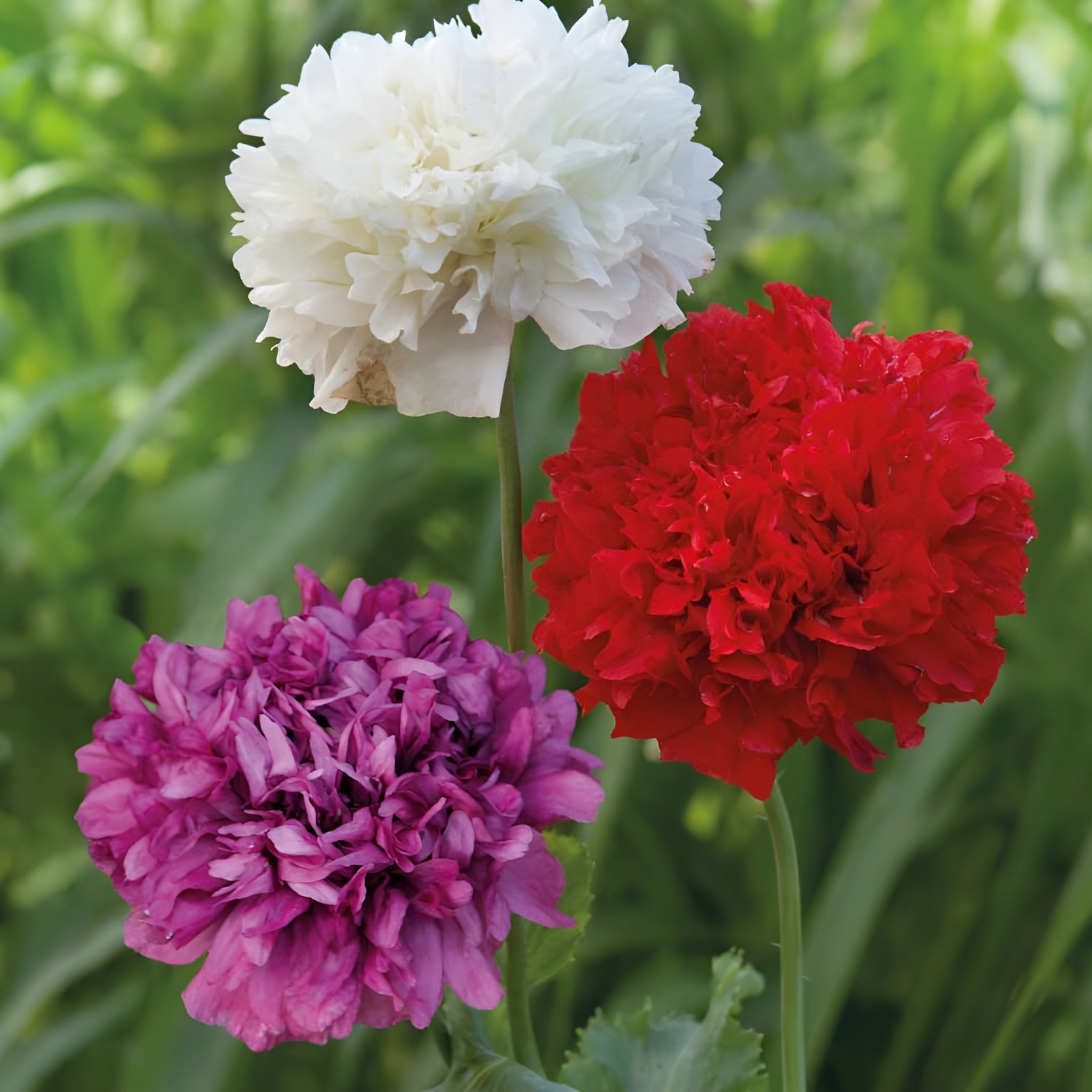 1,000 Double Mixed – Double Peony Poppy Seeds – Multi Color Classic Breadseed