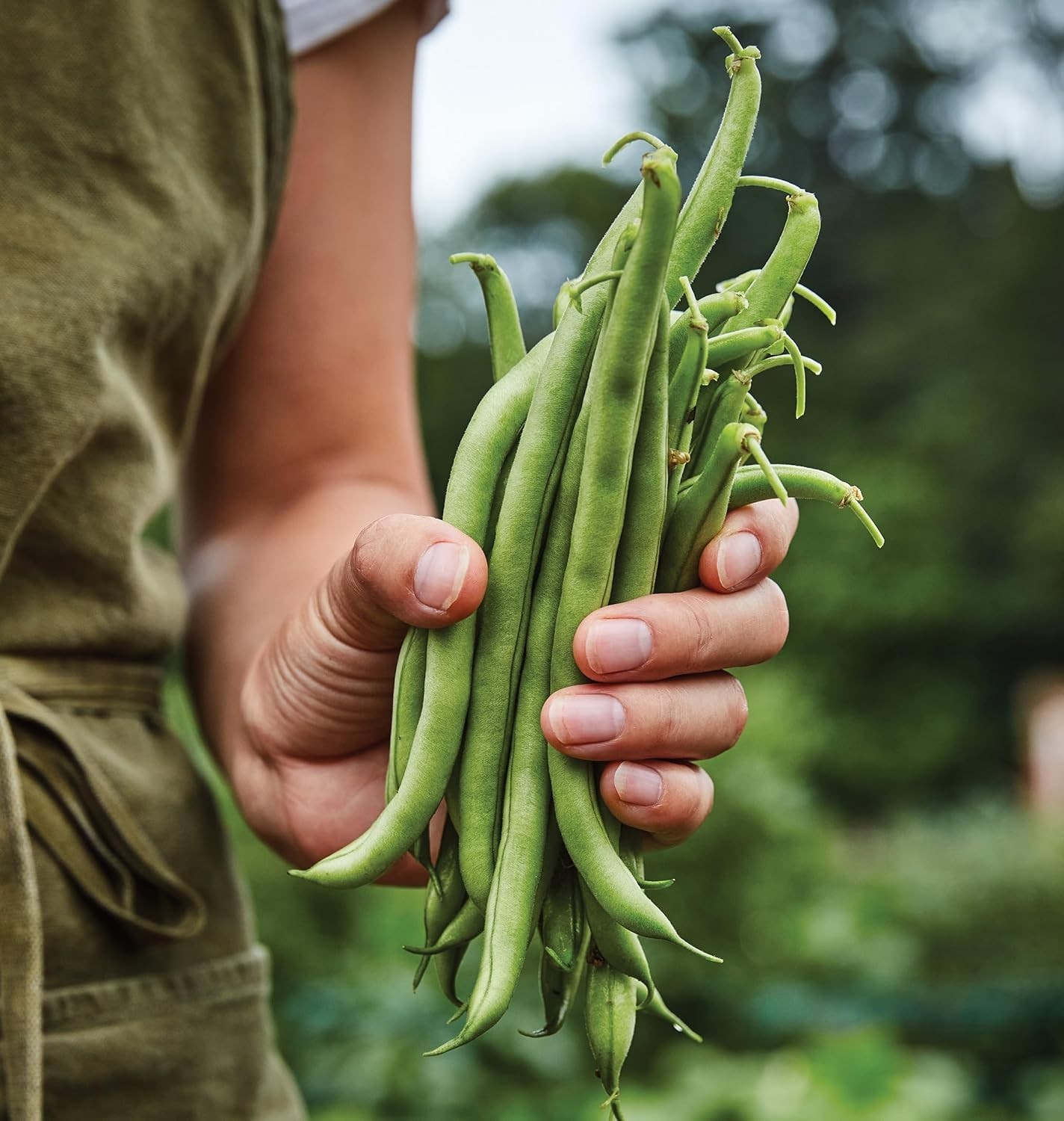 Heirloom Blue Lake 274 Bush Bean Seeds, 2 Oz—Tender Pods for Bountiful Harvests