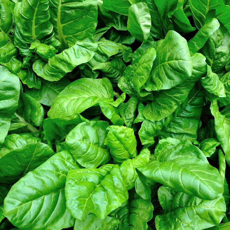100 VIROFLAY SPINACH SEEDS FRESH HARVEST FOR GARDENS