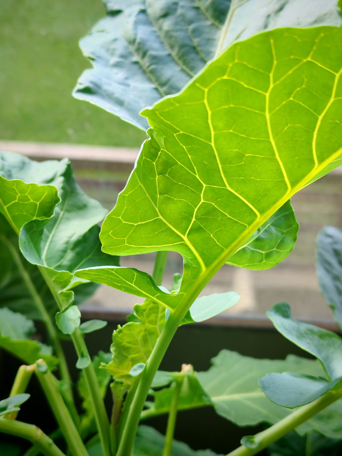 Perennial Kale 20 Vegetable Seeds Brassica oleracea var. ramosa, Open-pollinated