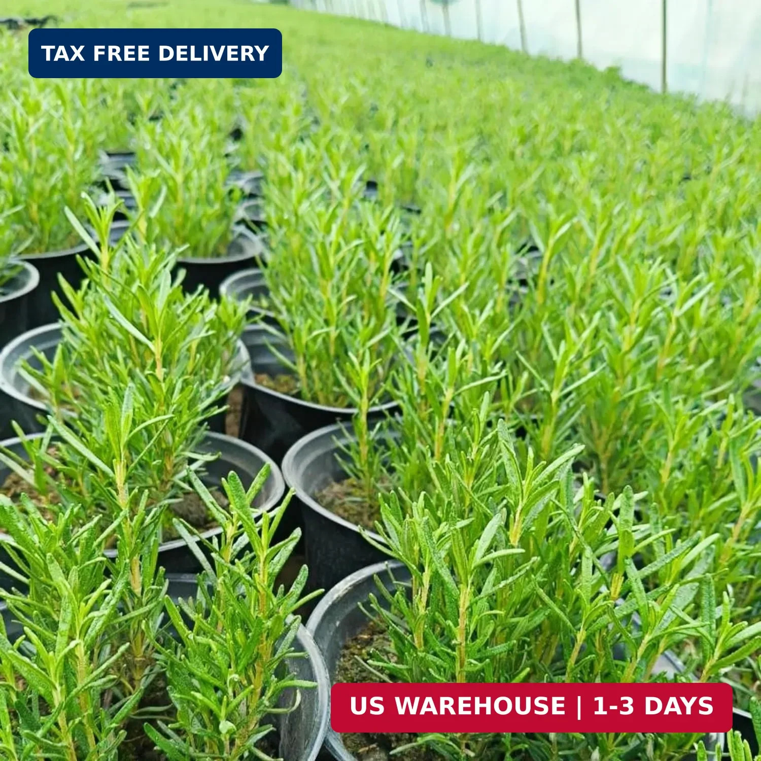 Rosemary Seeds for Ground Cover and Herb Garden, 1000+ Non-GMO Heirloom Seeds, F
