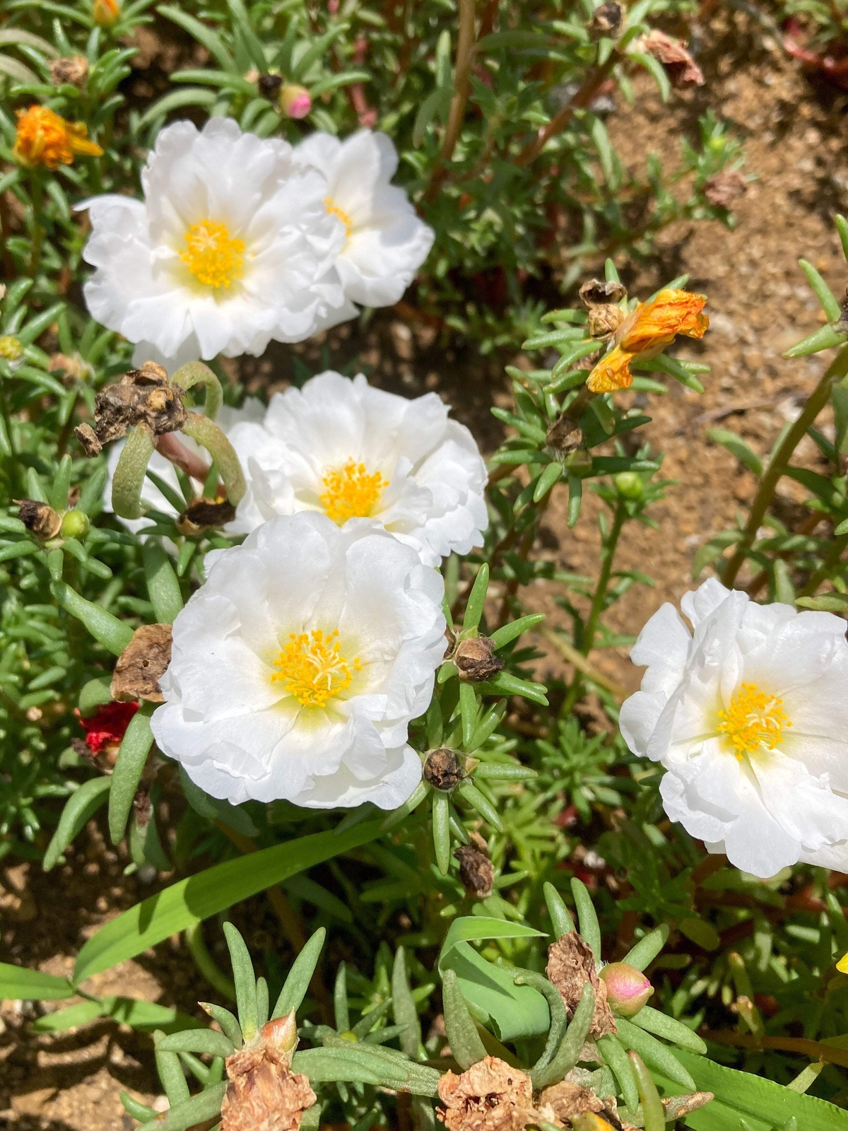 100 WHITE PORTULACA Grandiflora / MOSS ROSE Flower Seeds *Flat S/H
