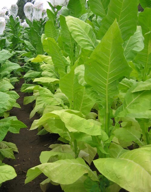 1000 Helena Tobacco Seeds ~ Smooth Mild Nicotiana Tabacum ~ Good Yields! ~ Early