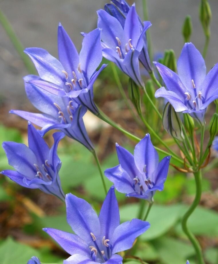 WILD BLUE HYACINTH FLOWER BULBS ~BRODIAEA ‘CORRINA’~ LATE SPRING/SUMMER BLOOMS!!