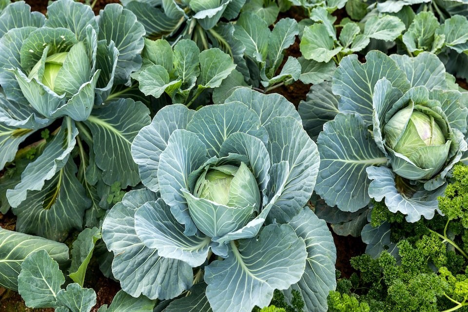 All Seasons Cabbage Seeds, Organic Heirloom Green Cabbage Vegetable Seeds