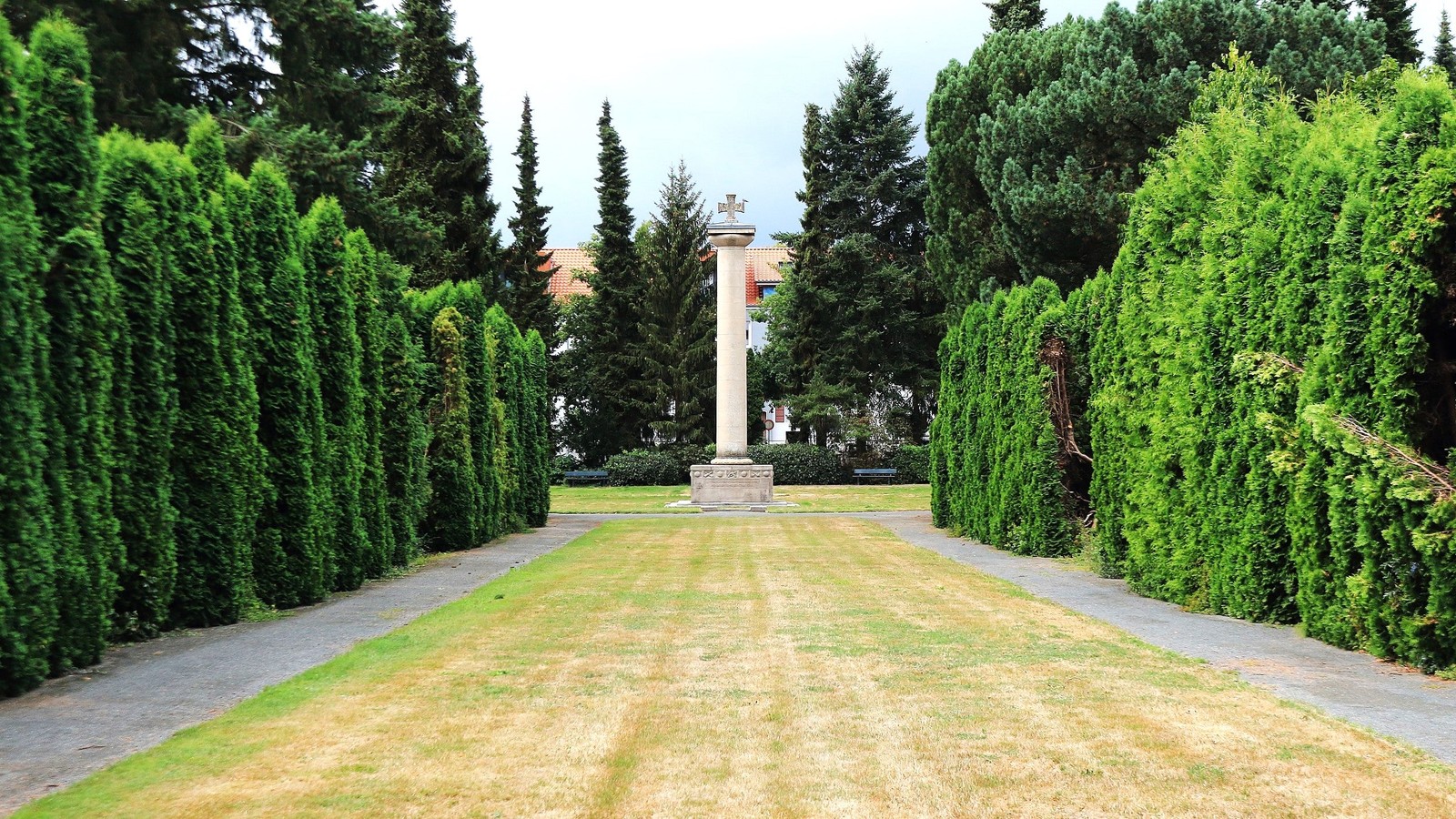 American Arborvitae (White Cedar) Seeds – For 2026 Planting Thuja Occidentalis