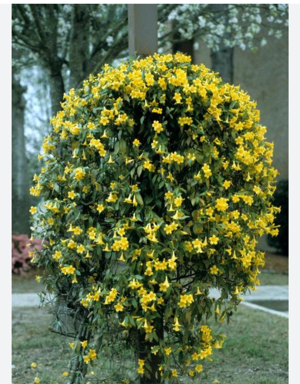 MARGARITA CAROLINA JESSAMINE~Yellow Jasmine~Gelsemium sempervirens~STARTER PLANT