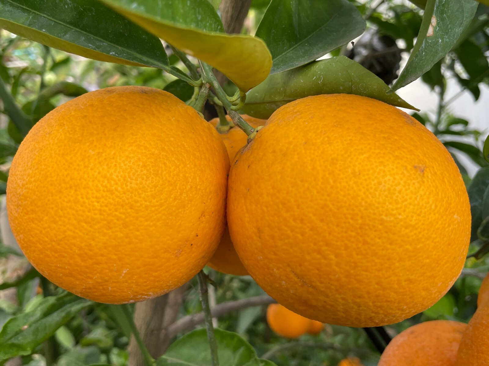 1 Ruby Valencia’ Sweet Orange Tree, Cuttings Rooted Orange Tree