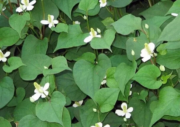 Fish Mint, Houttuynia Cordata, Chameleon Plant – 300+ Seeds 2024 – USA