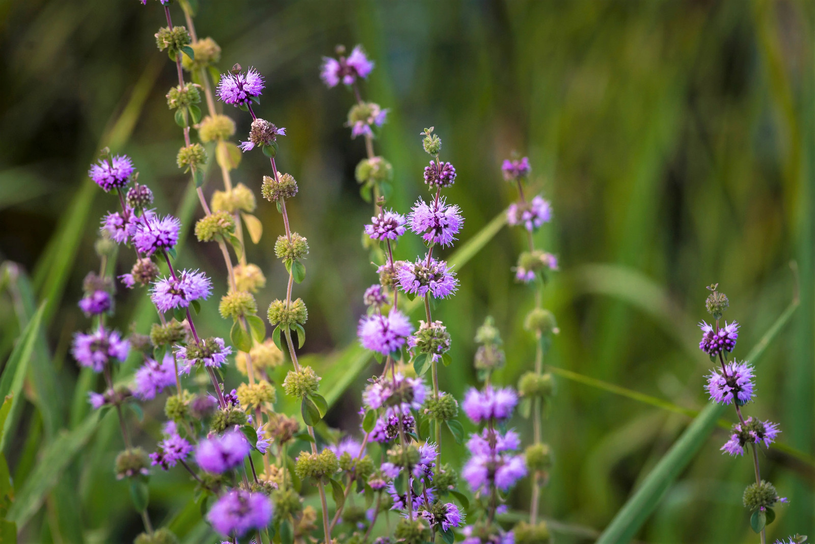 200 PENNYROYAL Mint Mentha Pulegium Herb Purple Flower Seeds