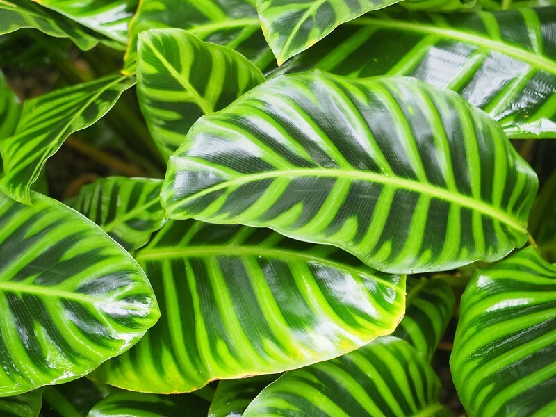 25+ Wiotii Calathea Seeds for Garden Planting – USA – FREE SHIPPING!