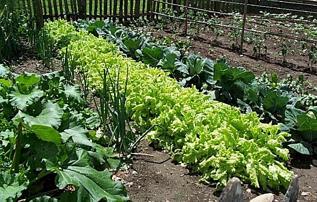 NON GMO HEIRLOOM VEGETABLE SEED YOU CHOOSE OVER 90 VARIETIES GROW YOUR OWN FOOD!