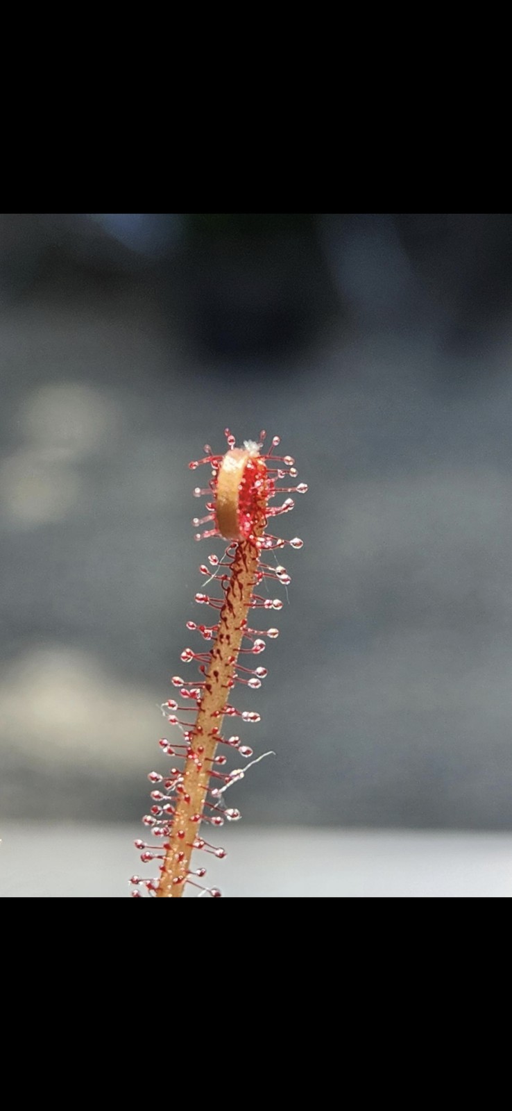 CARNIVOROUS PLANT 2 PACK- LIVE- Drosera Filiformis RED & GREEN