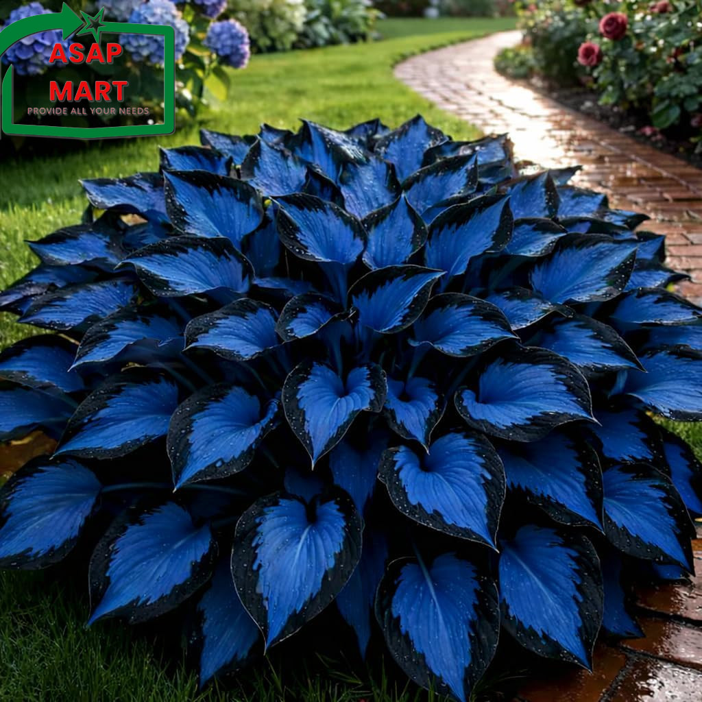 210+ Hosta Seeds – Rare Perennial Flower Seeds for Shade Gardens, Long Blooming