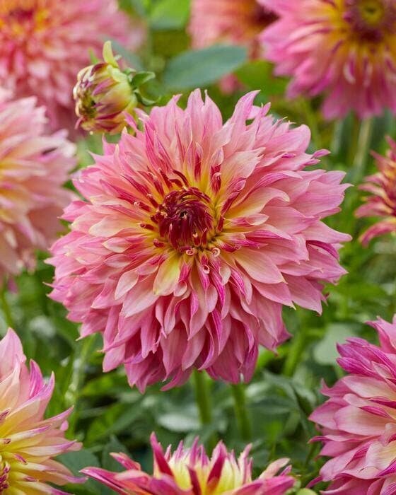 1 “Tom Pouce” Decorative Dahlia – Large Size #1 Bulb – US Seller