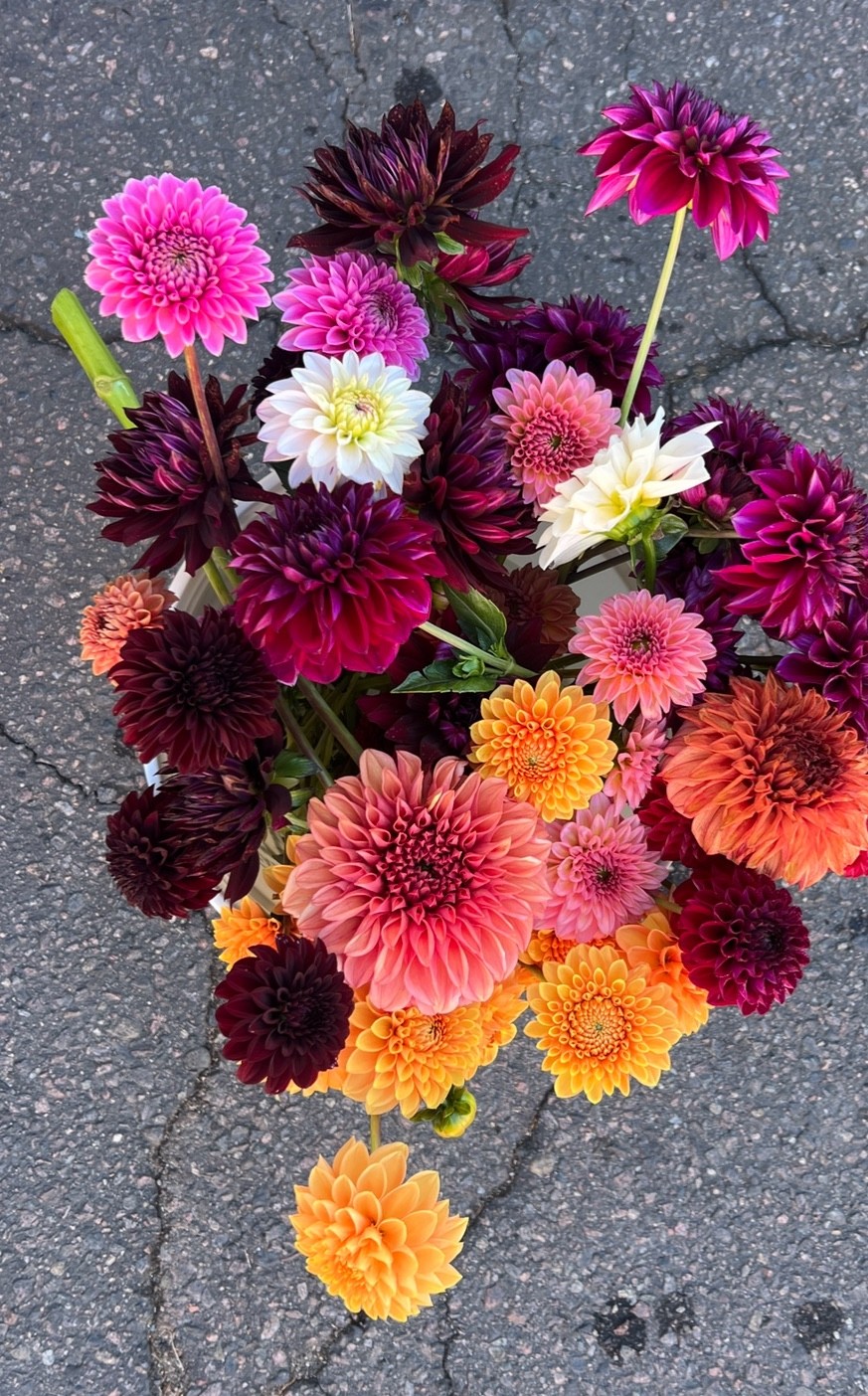 25 Color Mix Dahlia Tubers
