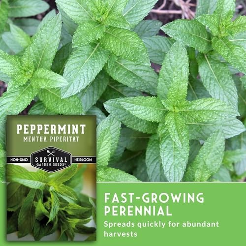 – Peppermint Seed for Planting – Mentha Piperita Packet with Instructions to 1