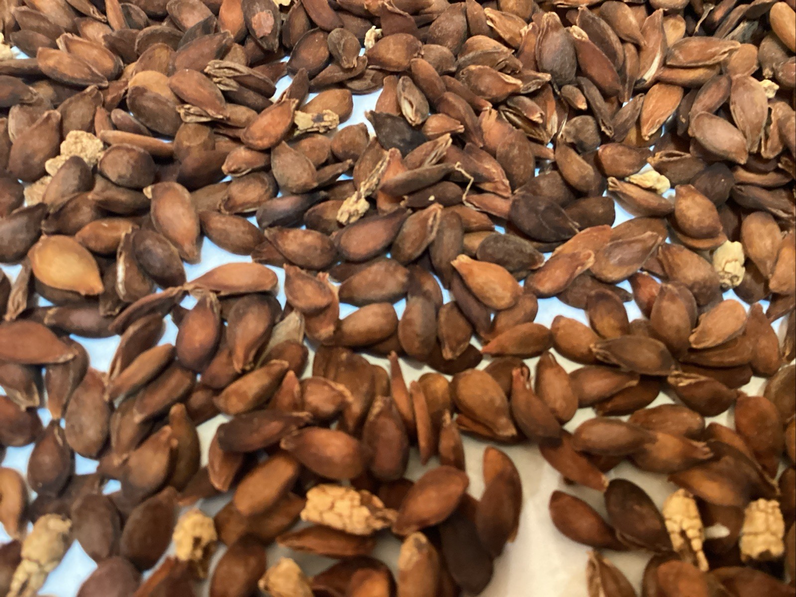 Bartlett Pear Tree Seeds (PYRUS COMMUNIS BARTLETT)