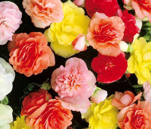 BEGONIA TUBEROUS DOUBLE MIX Begonia Tuberosa – 100 Bulk Seeds