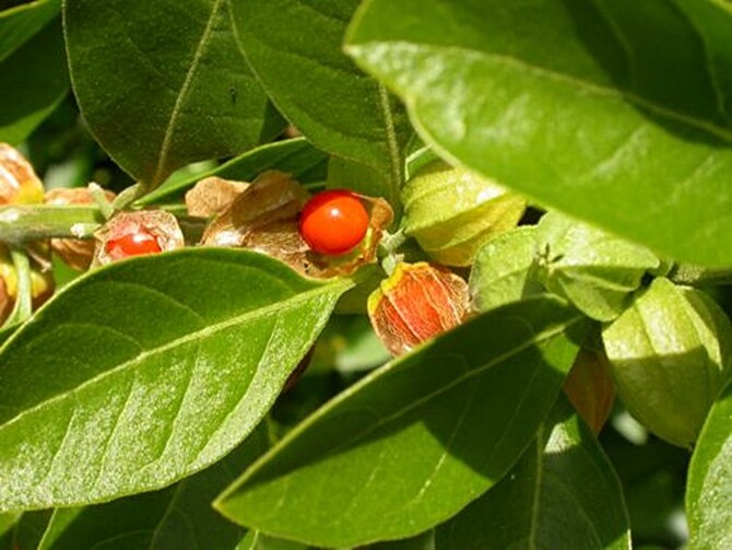 🌿 Withania Somnifera 50 Seeds, Indian Ginseng, Ashwagandha Herb 🌿