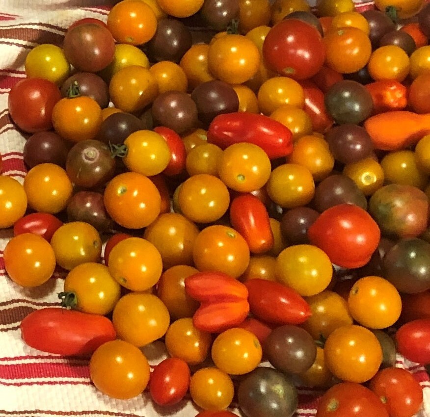 27 Varieties Organic Non-GMO Heirloom Tomatoes, 10/25/50/100 Seeds FREE SHIPPING