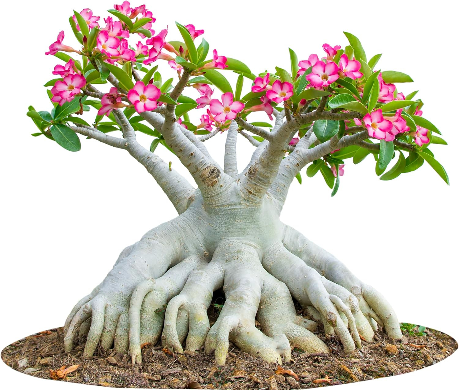 100 Desert Rose Seeds for Planting Mixed Color Ready Adenium Seeds, Natural